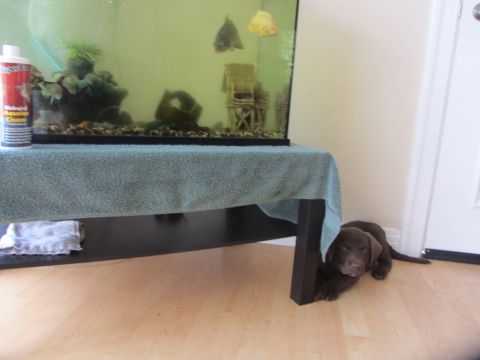 1968 Ford Mustang - A young chocolate labrador puppy rests near a fish tank, with a bottle of aquarium cleaner on the table.