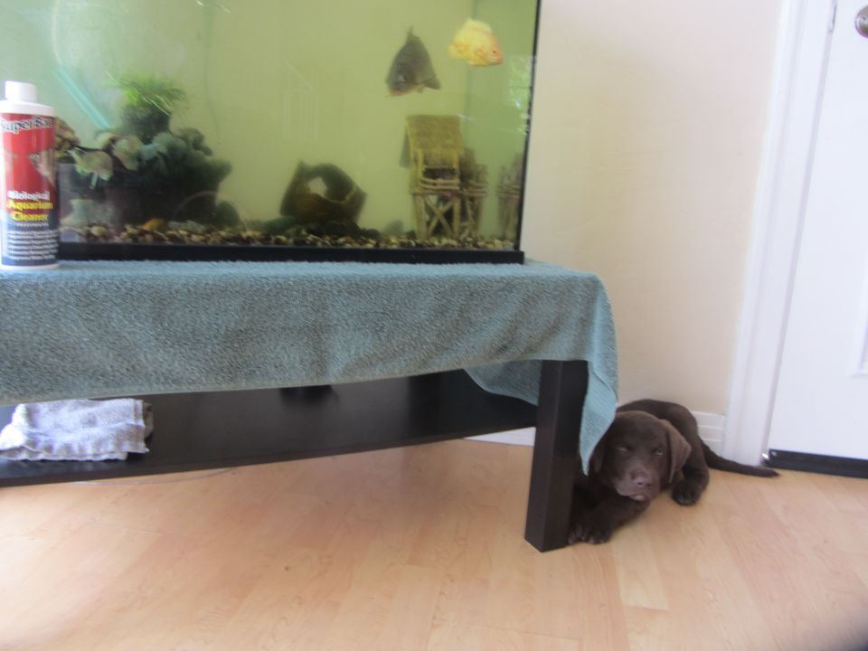 Chocolate lab puppy lies on floor near a fish tank. Bottle of aquarium cleaner on table