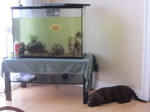 1968 Ford Mustang - A chocolate lab puppy rests on a wooden floor beside a table holding a fish tank.