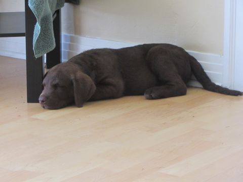 1968 Ford Mustang - A young chocolate Labrador retriever rests peacefully on a light-colored wooden floor, near a table leg and a wall.