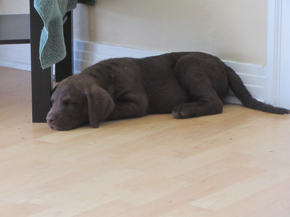 Chocolate lab puppy sleeping on a light wood floor