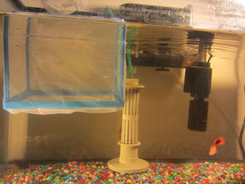 1968 Ford Mustang - An aquarium setup includes a net, filter, and colorful gravel, with a small guppy swimming near the bottom.