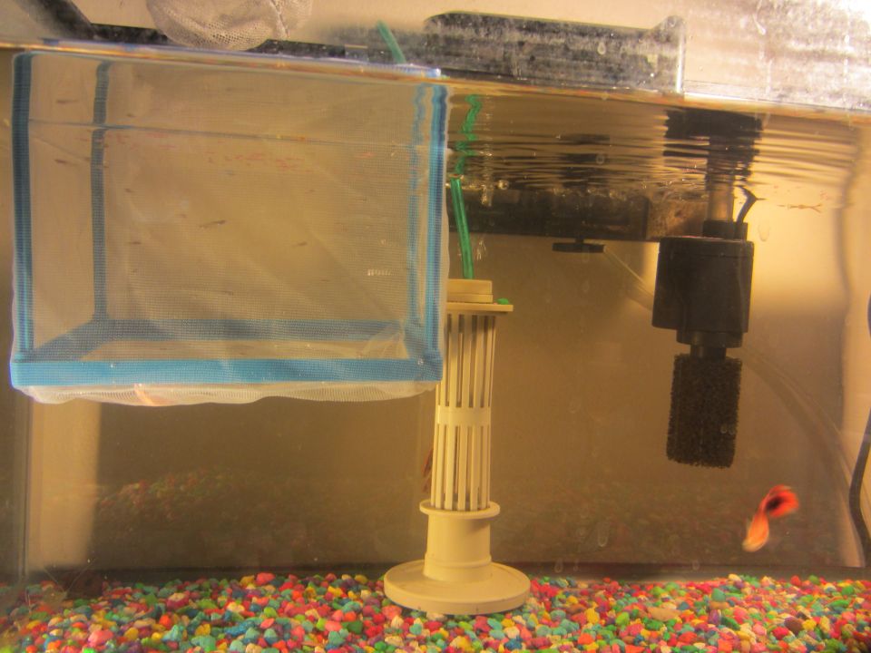 Aquarium scene with a net, filter, and colorful gravel, a small guppy