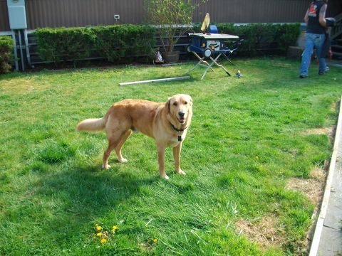 1989 Ford Probe - A golden retriever stands in a backyard next to a table saw, with two people in the background.