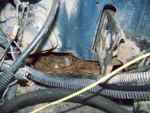 1985 Ford Bronco - A bird has built a nest with eggs amongst the wiring and components in the engine bay.