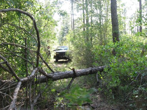 1994 Ford Bronco - A Ford Bronco navigates a wooded trail, passing over a fallen log.