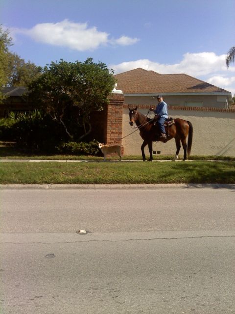 1999 Ford Ranger - A man rides a horse down a suburban street with a dog walking alongside.