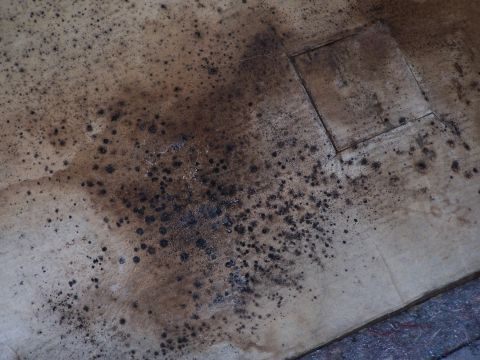 1995 Ford Bronco - Mold growth is visible on the bed liner of a vehicle, obscuring the surface texture.