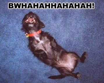 1979 Ford Bronco - A dog appears to be laughing hysterically while lying on its back.