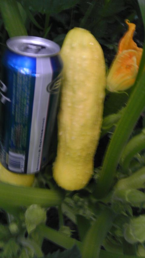1989 Ford Bronco - A yellow squash and a soda can are shown growing on a plant with green leaves.