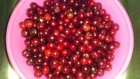 1989 Ford Bronco - A close-up view of a pink bowl filled with fresh cherries.