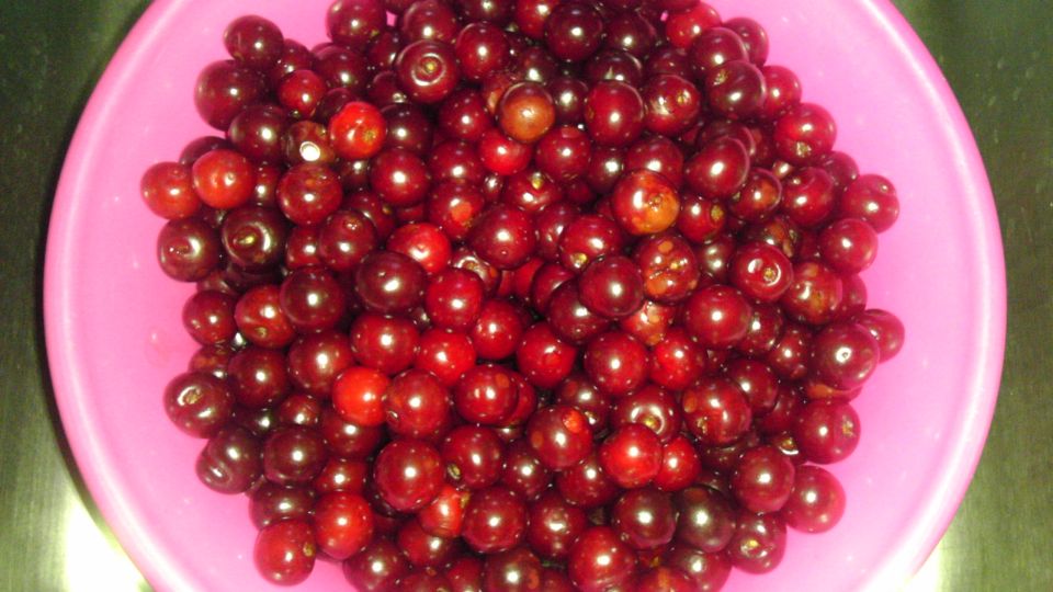 Bowl of cherries