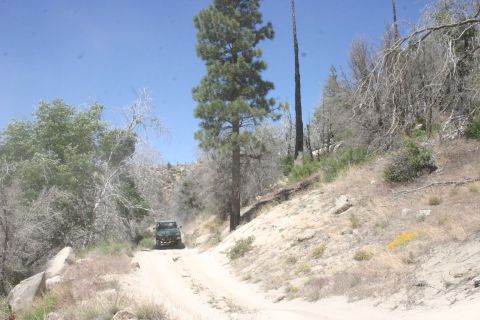 1991 Ford Bronco - A dark green SUV navigates a dusty dirt road through a dry, wooded landscape under a clear blue sky.