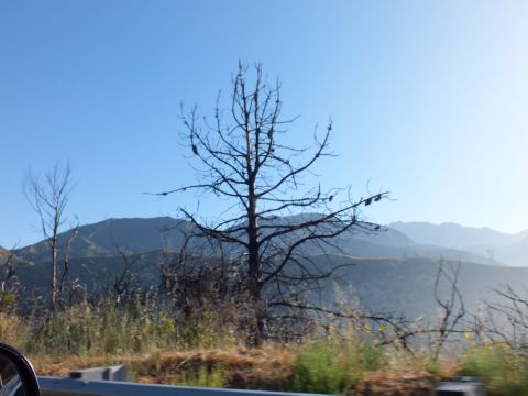 2003 Ford Crown Victoria - skeletal dead tree stands before a deep hazy mountain valley seen over a car mirror.