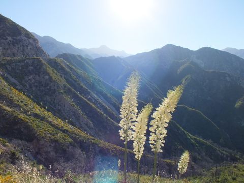 2003 Ford Crown Victoria - Two creamy yucca bloom spikes rise before sun-hazed canyon ridges with a winding road on the far slope.