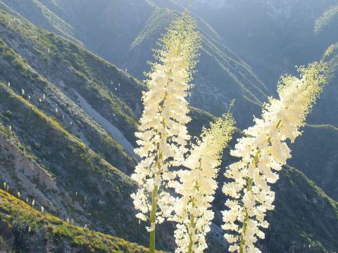 2003 Ford Crown Victoria - Clusters of pale yucca blossoms catch low sunlight against a shaded canyon hillside dotted with more stalks.