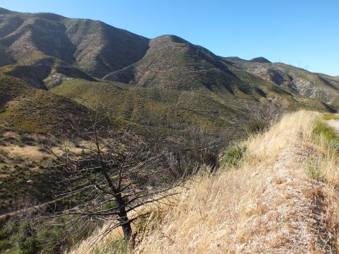 2003 Ford Crown Victoria - Leafless tree at a roadside turnout, dry golden grass in front of forested canyon ridges