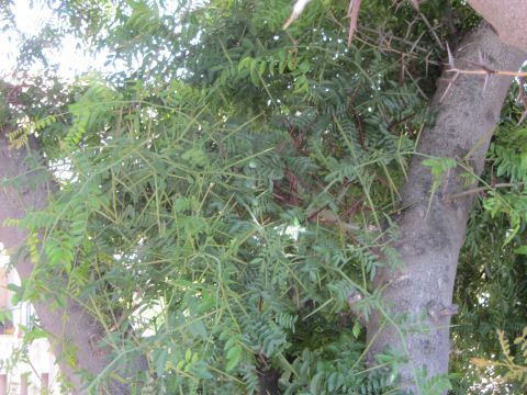 1968 Ford Mustang - A close-up view of a tree with sharp thorns and green foliage.
