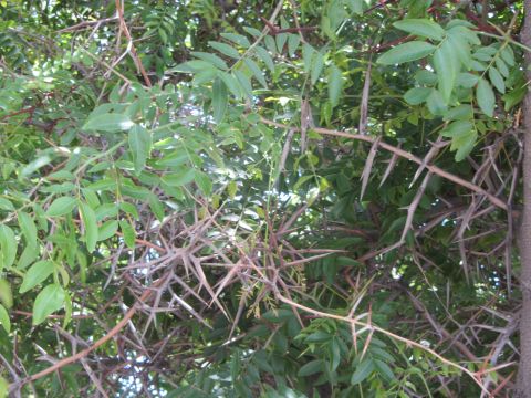 1968 Ford Mustang - Close-up of thorny branches and green leaves, likely a tree or shrub.