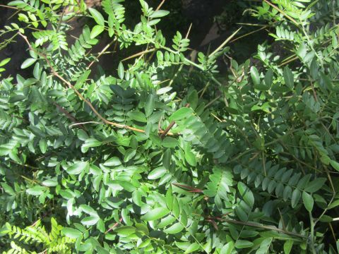 1968 Ford Mustang - This image shows a close-up view of a green plant with many leaves and sharp thorns.