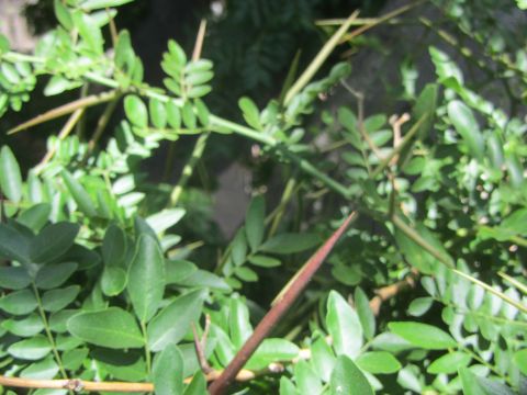 1968 Ford Mustang - A close-up view of a thorny plant with abundant green foliage.