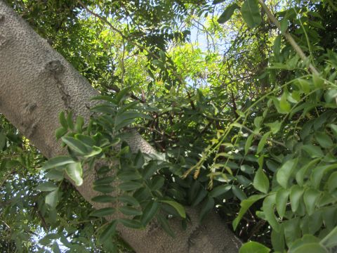1968 Ford Mustang - A close-up view of a tree trunk and foliage, with sunlight filtering through the leaves.