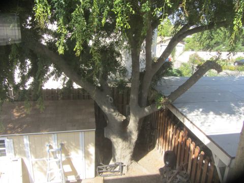 1968 Ford Mustang - A large tree dominates the backyard scene, casting shadows over a shed and wooden fence.