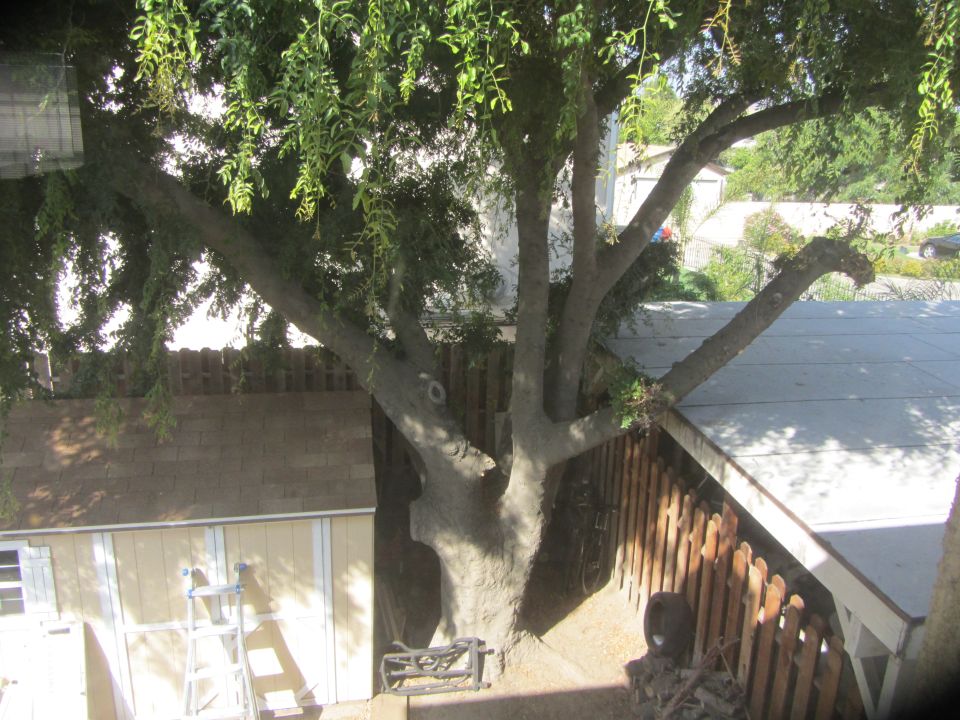 Large tree with dense foliage overshadowing a backyard shed and fence