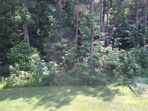 1985 Ford Crown Victoria LTD - A view of a wooded area with a grassy lawn and a small raised garden bed in the corner.
