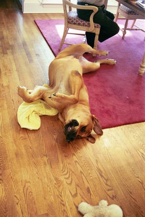 1994 Ford Bronco - A dog is sprawled out on its back on a rug, looking up with its tongue out.