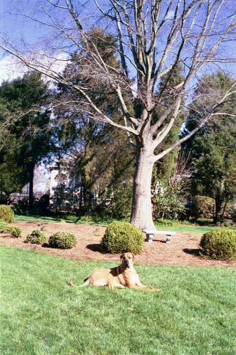 1994 Ford Bronco - A dog rests on a grassy lawn near a large tree and manicured bushes.