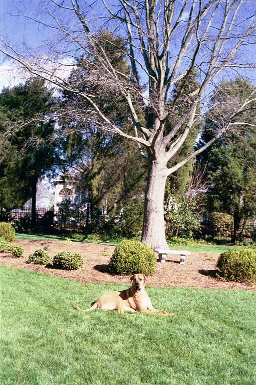 Fawn dog lying on a green lawn beneath a bare tree in a fenced yard