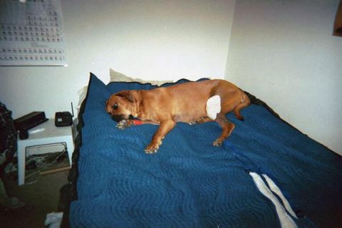 1994 Ford Bronco - A dog rests on a bed with a red toy in its mouth.