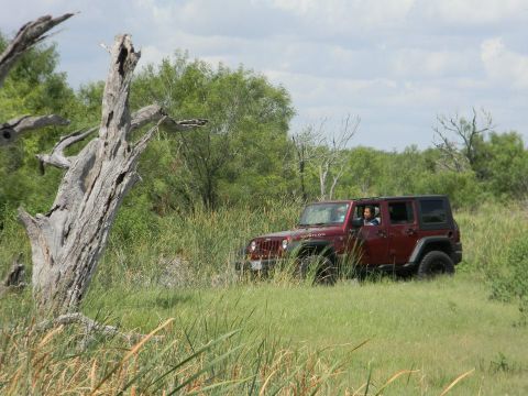 1989 Ford Bronco - A red Jeep Wrangler navigates through a natural landscape with tall grass and a prominent dead tree.