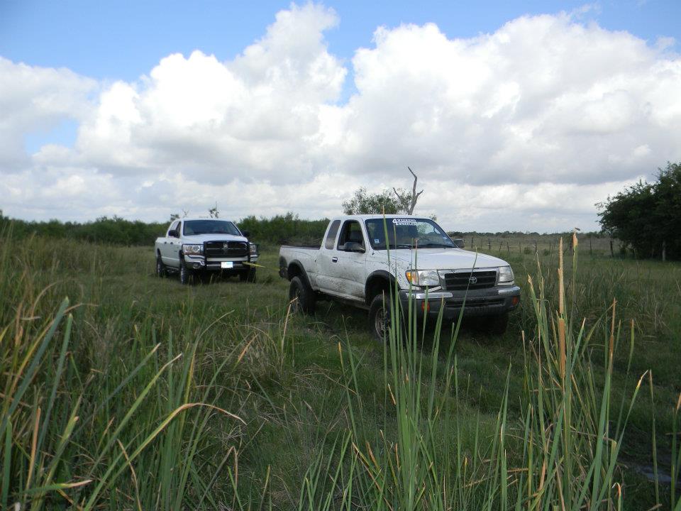White Toyota Tacoma and white Dodge Ram pickup trucks parked in a grassy field under a cloudy sky