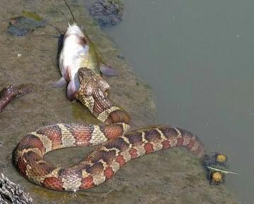 2007 Ford Mustang - A snake is seen in the shallow water, in the process of eating a fish.