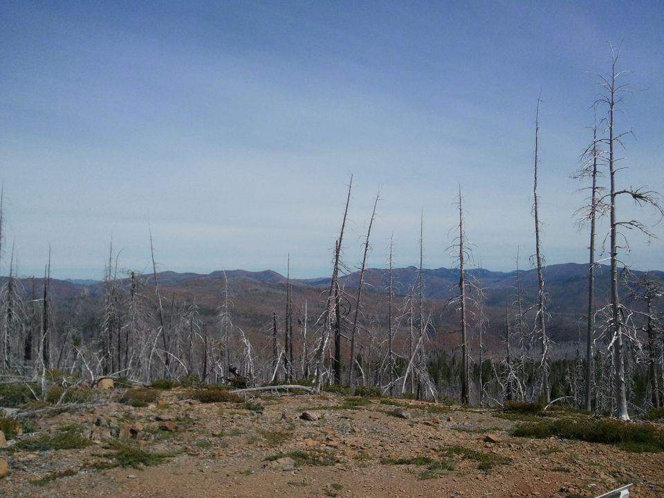 view of a landscape with dead trees and mountains in the distance
