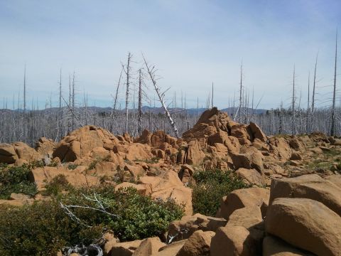 1994 Ford Bronco - A desolate landscape of rocks and dead trees under a bright sky.