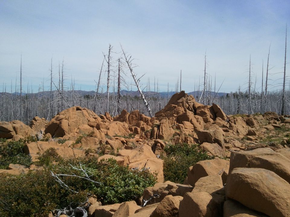 Rocky terrain with dead trees under a clear sky