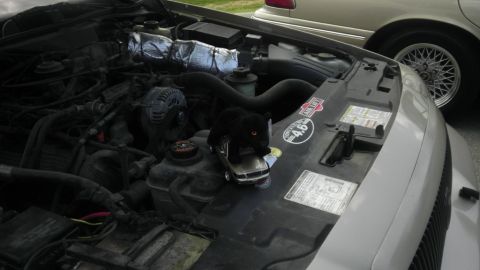 2000 Mercury Grand Marquis - A toy panther sits atop a model car in the engine bay of a vehicle. Another car is partially visible in the background.