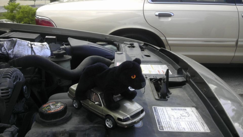 Toy panther on toy car in engine bay of a car, with another car in the background