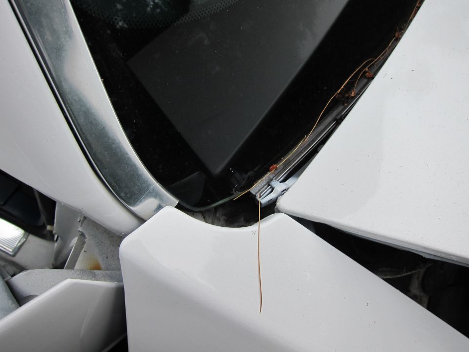 White car hood and windshield trim with a piece of straw hanging down