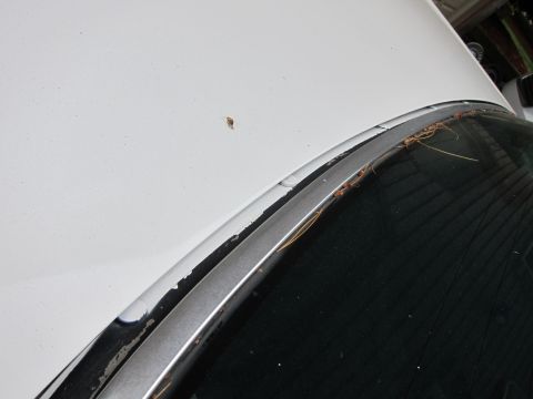 1991 Ford LTD Crown Victoria - Close-up of the hood and windshield trim of a white vehicle, showing some wear and debris.