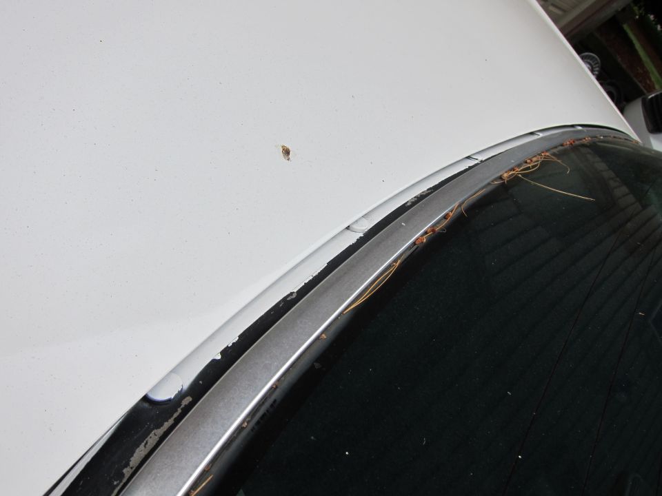 White car hood and windshield trim with debris