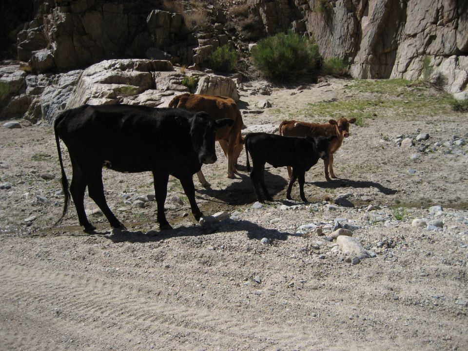 Herd of cows, including a black calf, standing on a gravelly dirt road with rocky hills in the background