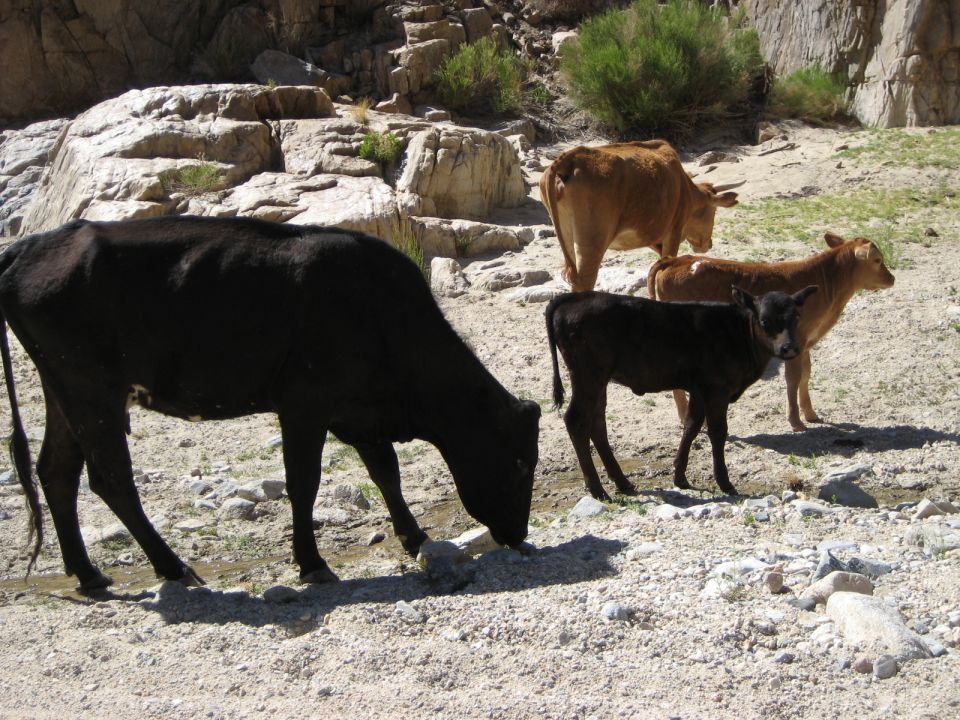 Cows grazing in a rocky, arid area. One black cow is in the foreground, with a brown cow and two calves behind it