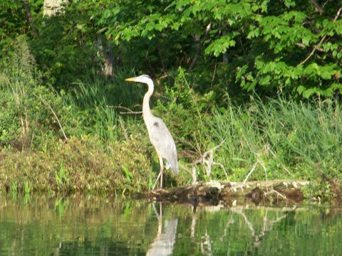 1996 Ford F-150 - A great blue heron stands on a log by the water, surrounded by lush greenery.