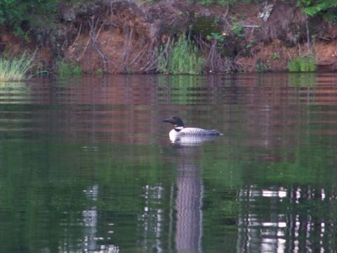 1996 Ford F-150 - A loon swims on a lake, with reflections of trees and a bank visible.