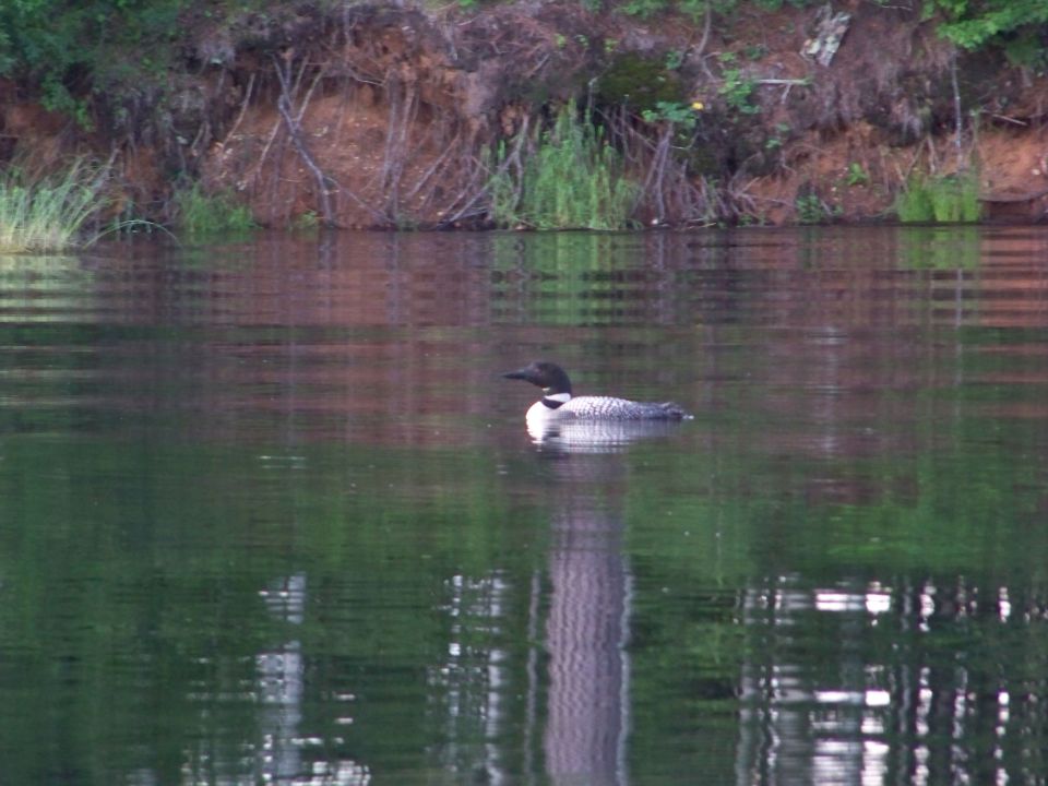 Loon swimming on a lake with trees and a dirt bank in the background