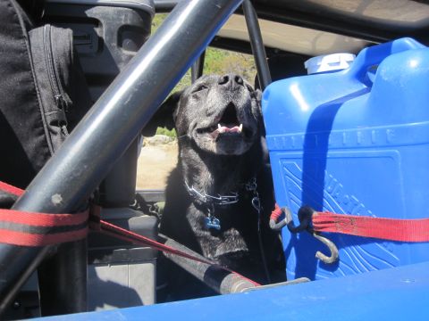 1989 Ford Bronco - A black dog is in the back of a vehicle with a blue water jug and a black bag.